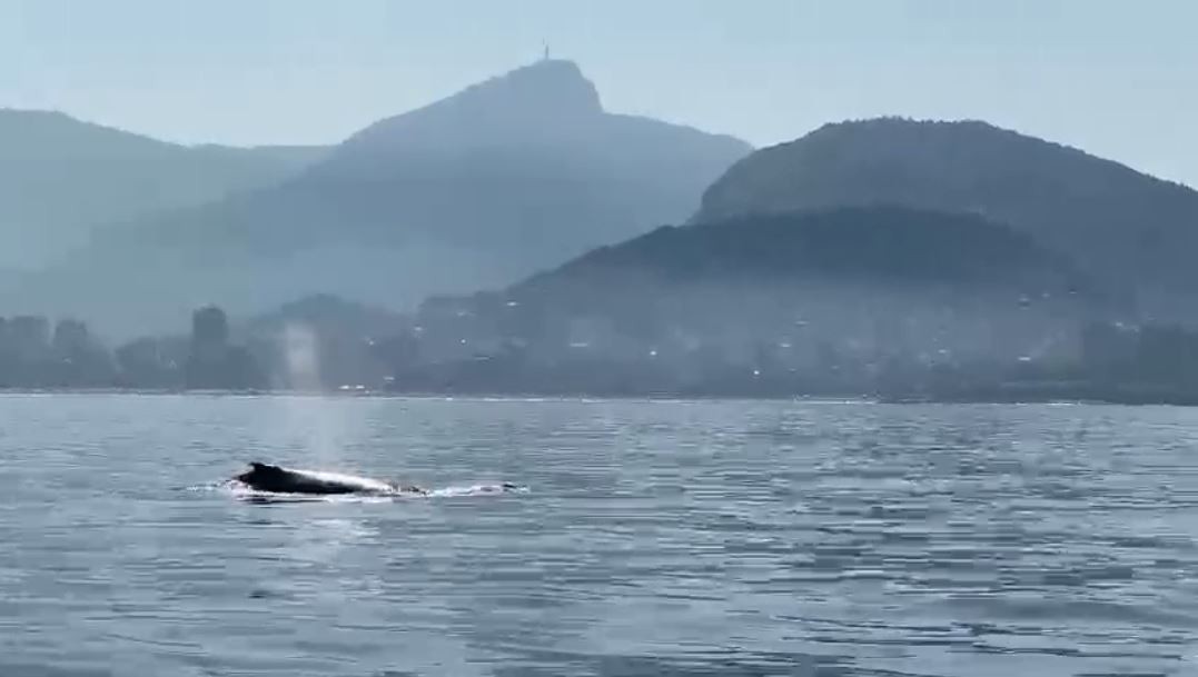 Imagem mostra baleias-jubarte na orla do Rio, perto de Ipanema
