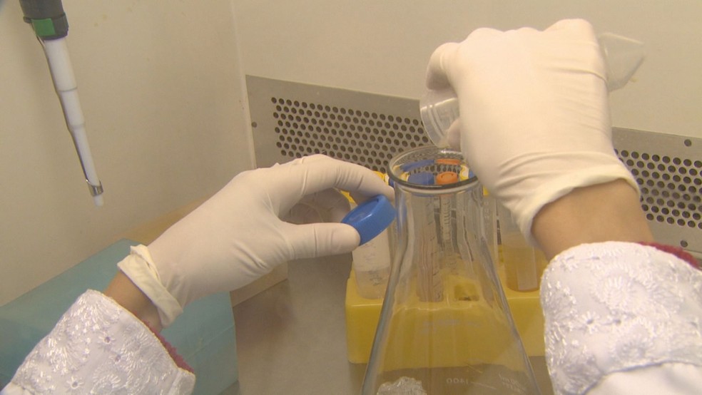 Proteína foi introduzida em bactéria para maior produção (Foto: Marlon Tavoni/EPTV)