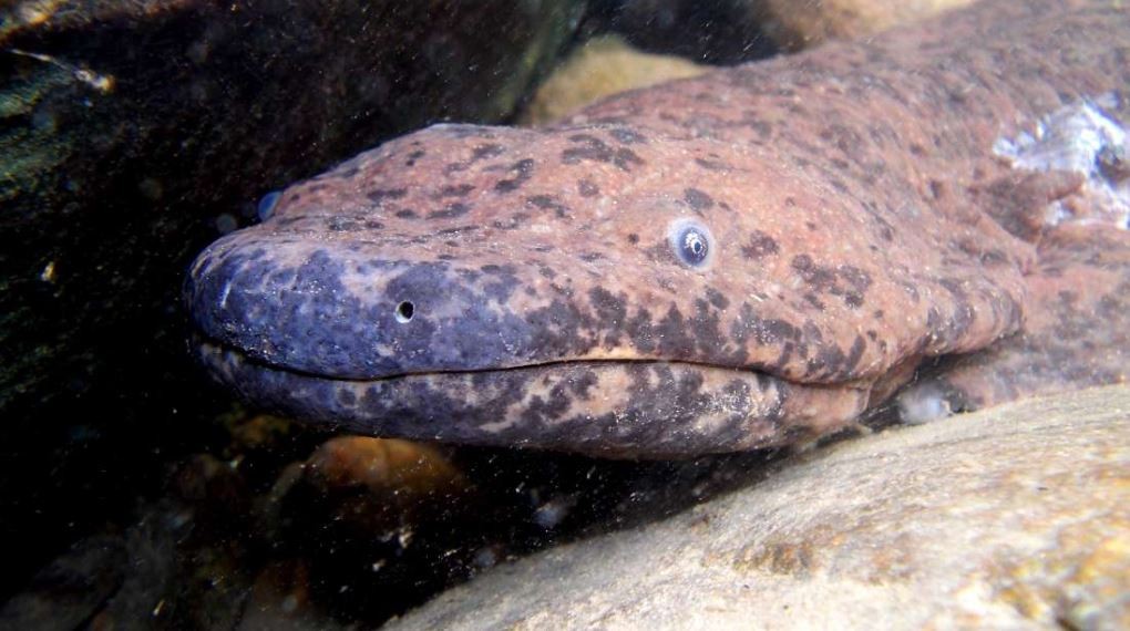 A salamandra Andrias sligoi é o maior anfíbio do mundo, segundo os pesquisadores (Foto: Ben Tapley/ZSL )