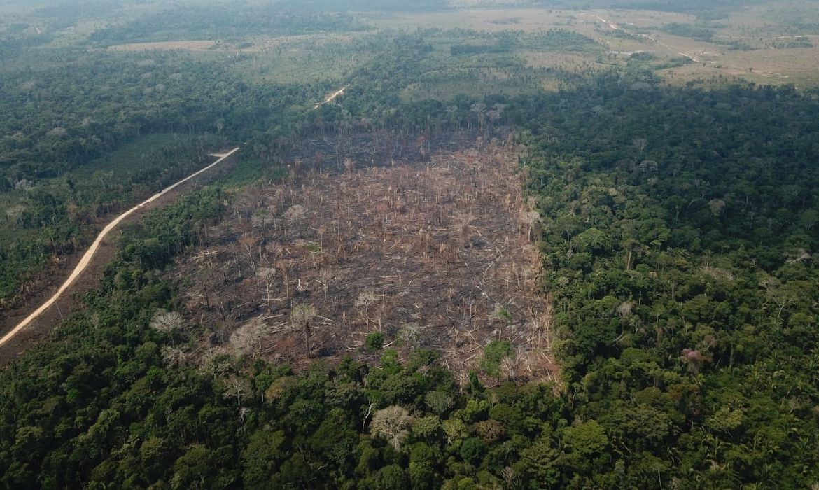 desmatamento (Foto: Verde Brasil/17)