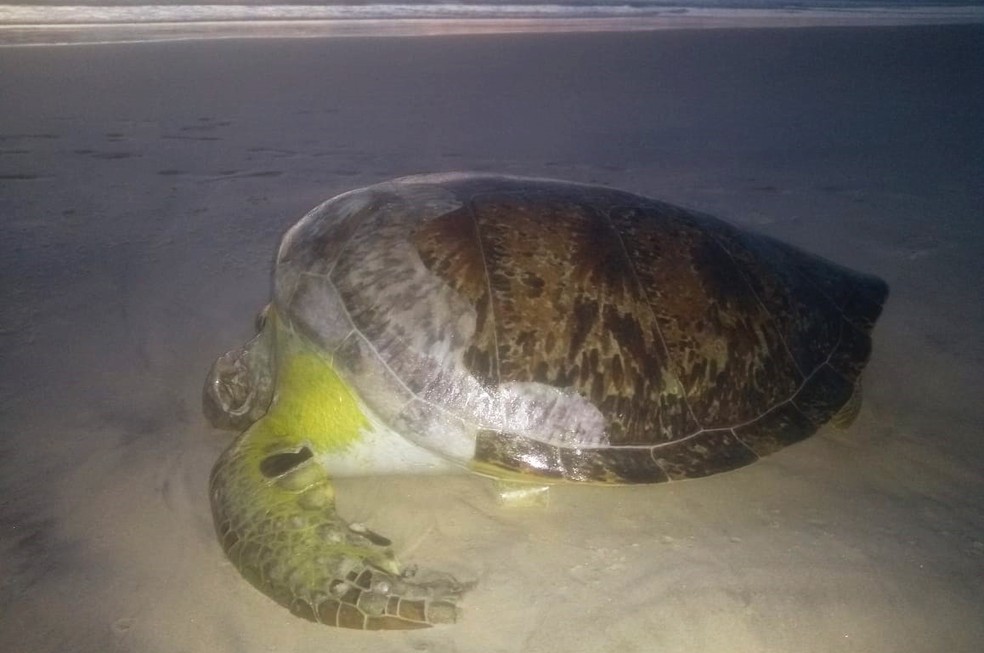 Tartaruga foi encontrada morta na manhã desta quinta-feira — Foto: Arquivo pessoal