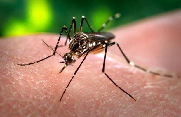Mosquito da dengue (Foto: Wikipedia)