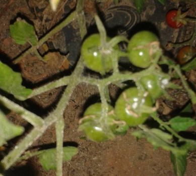 gr-responde-semente-tomate-italiano (Foto: Eduarda Maria/Arquivo Pessoal)