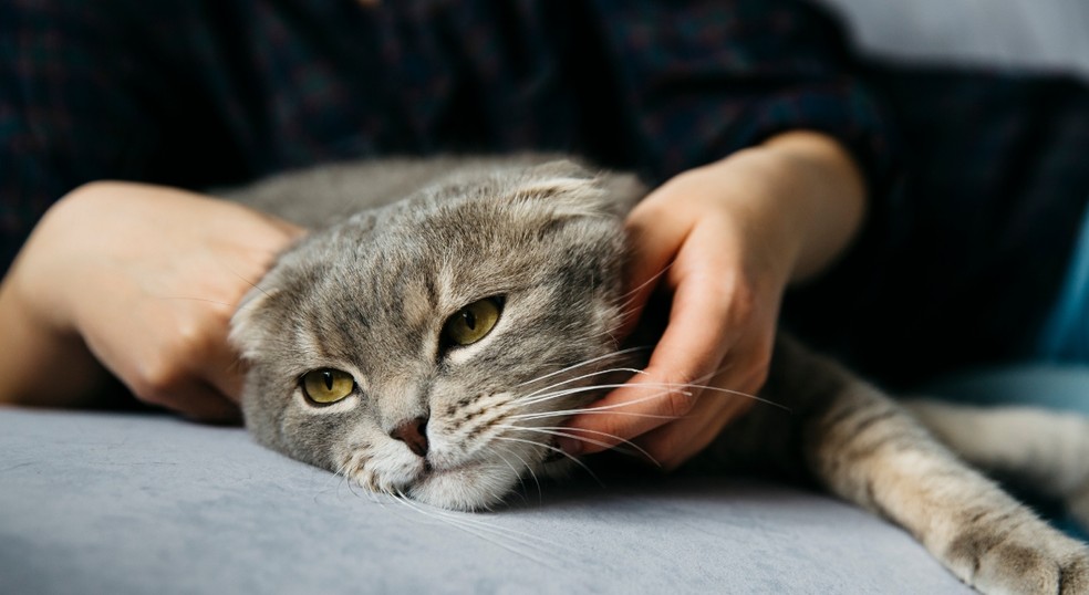 Gatas prenhes com FELV podem transmitir a doença para seus filhotes — Foto: Freepik/Reprodução