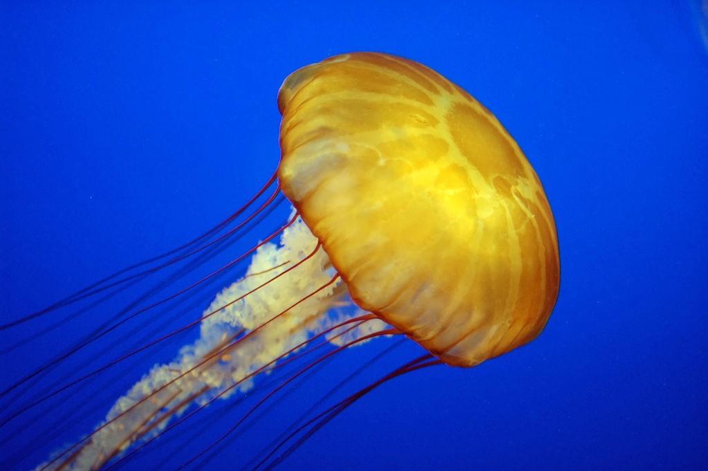Urtiga do Pacífico – Chrysaora fuscescens (Foto: Dan90266/ Wikimedia Commons/ CreativeCommons)