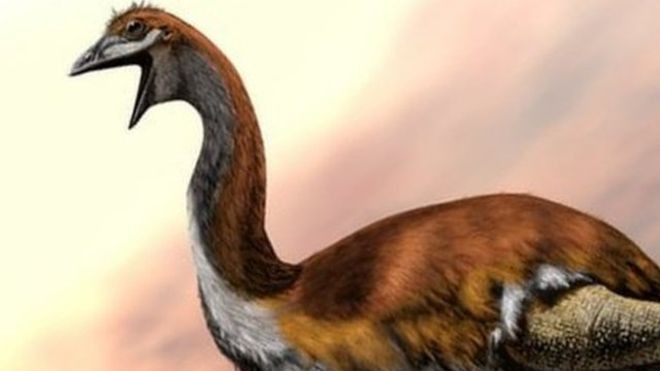 O pássaro gigante de Madagascar pesava meia tonelada e tinha 3 metros de altura. Pesquisas mostram que ele pode ter sido extinto por ação de seres humanos (Foto: SPL via BBC News Brasil)