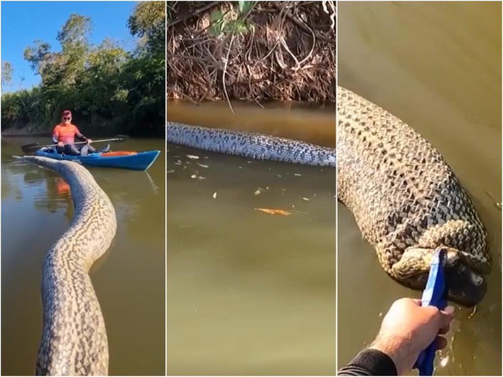 VÍDEO: Sucuri de seis metros é encontrada morta boiando em rio no Pantanal de MS
