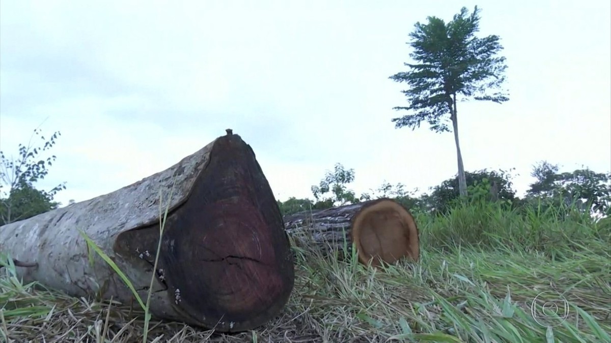 Suspender decreto sobre atuação de militares na Amazônia favorece desmatamento, diz AGU ao STF thumbnail
