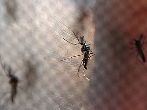 Mosquitos Aedes aegypti, transmissor da dengue. doença, vetor, inseto, transmissores, contágio. -HN- (Foto: Fabio Motta/Estadão Conteúdo)