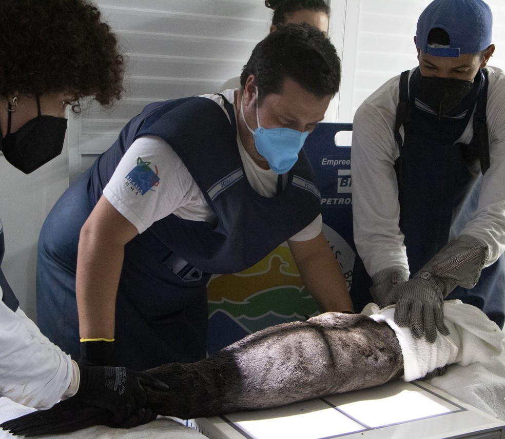 Leão-marinho é resgatado em Ilhabela e será tratado em Ubatuba — Foto: Divulgação/Instituto Argonauta