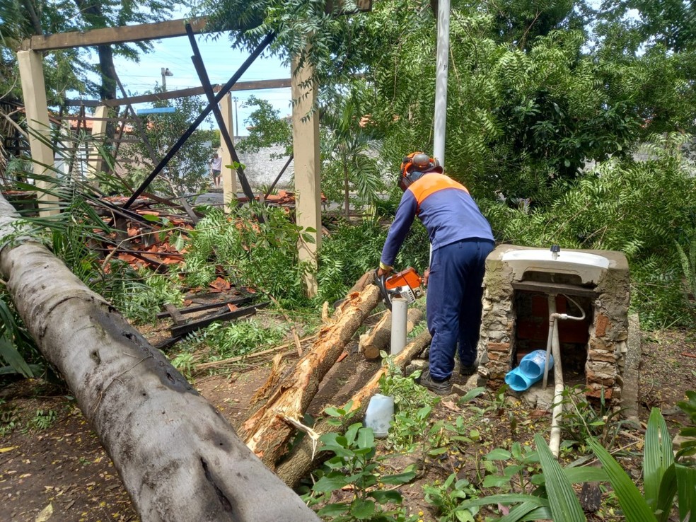 Uma equipe da Saad Norte foi até o local para remover a palmeira e avaliar os estragos na estrutura destruída. — Foto: SAAD Norte