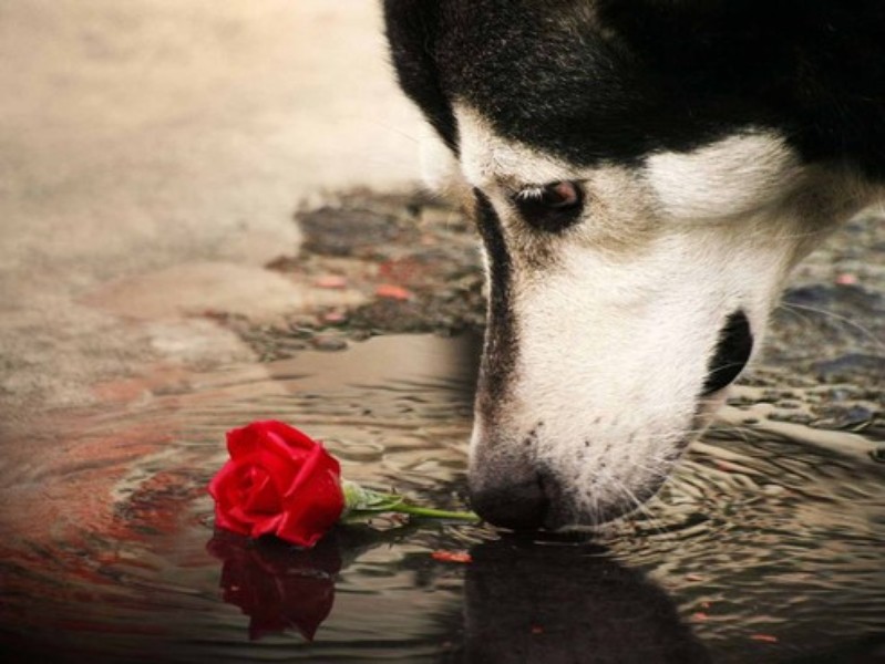 Papel de Parede: Dog and Red Rose | Download | TechTudo