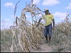 Chuva chega atrasada no agreste de Pernambuco e adia colheita do milho