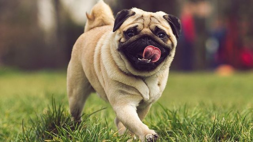 Sars-CoV-2 tambÃ©m jÃ¡ infectou cachorros, mostram estudos â Foto: Getty Images/Via BBC
