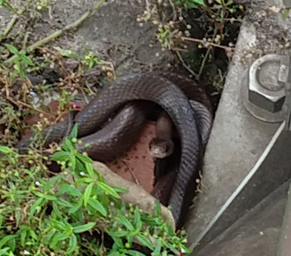 Cobra E Encontrada Em Ponto De Onibus Da Avenida Rio Branco Em Juiz De Fora Zona Da Mata G1