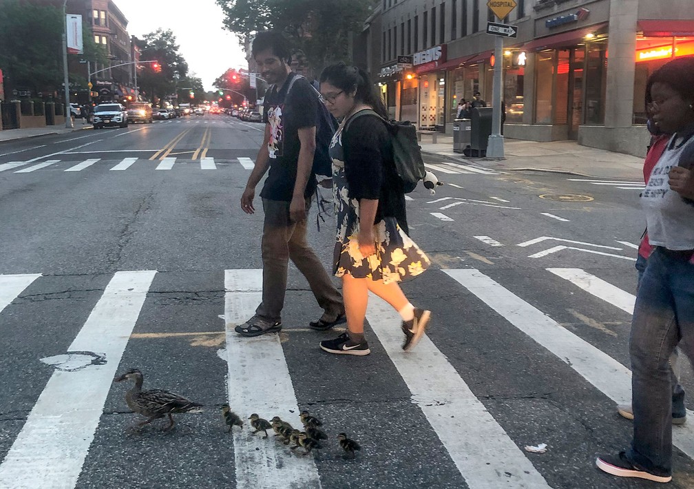 Filhotes de pato são resgatados após queda em bueiro em avenida de Nova York — Foto: Lynn Harris via AP