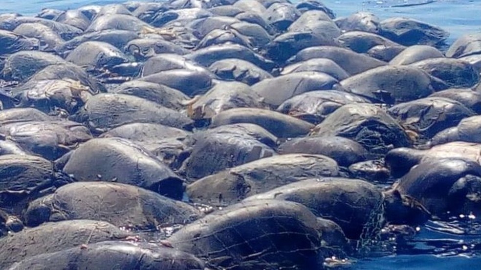 Depois de se enroscarem em rede de pesca ilegal, centenas de tartarugas com risco de extinÃ§Ã£o morrem no MÃ©xico (Foto: Defesa Civil de Oaxaca)