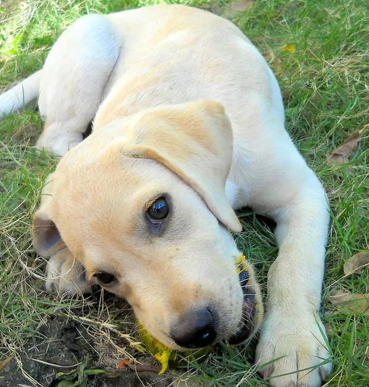 Cachorro pode comer manga? Veja os cuidados para dar a fruta aos cães