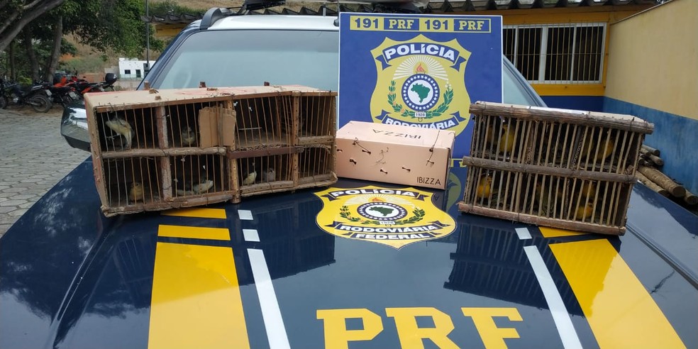 Aves estavam em bagagem de idoso abordado durante fiscalização na BR-116, em Teófilo Otoni (Foto: Polícia Rodoviária Federal/Divulgação)