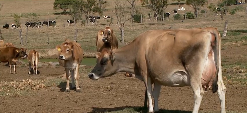 Produção de leite tem prejuízos por causa da seca em SC — Foto: Reprodução/NSC Tv