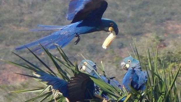 BBC- arara-azul-de-lear (Foto: Reprodução)