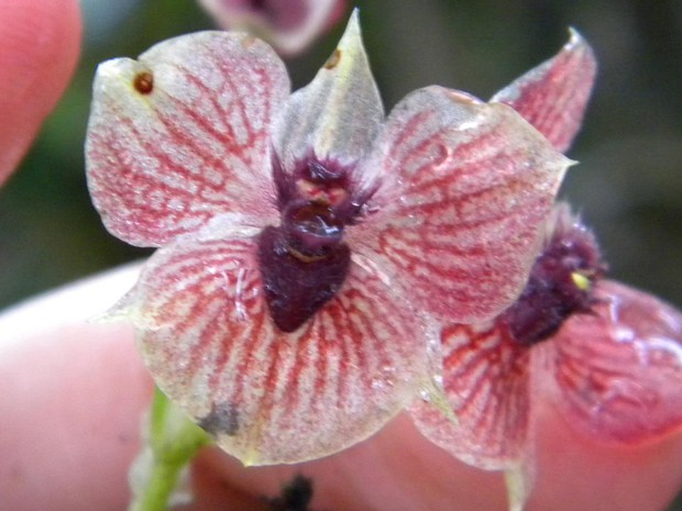 Natureza - Orquídea rara chama a atenção por ter 'cabeça de diabo' entre  pétalas