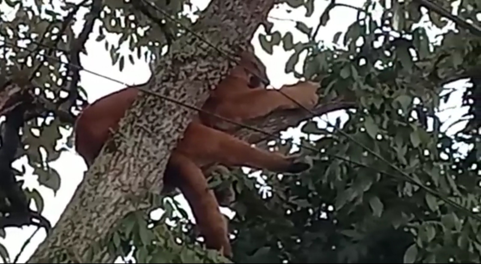 Puma é flagrado em cima de árvore na Serra do RS; veja VÍDEO