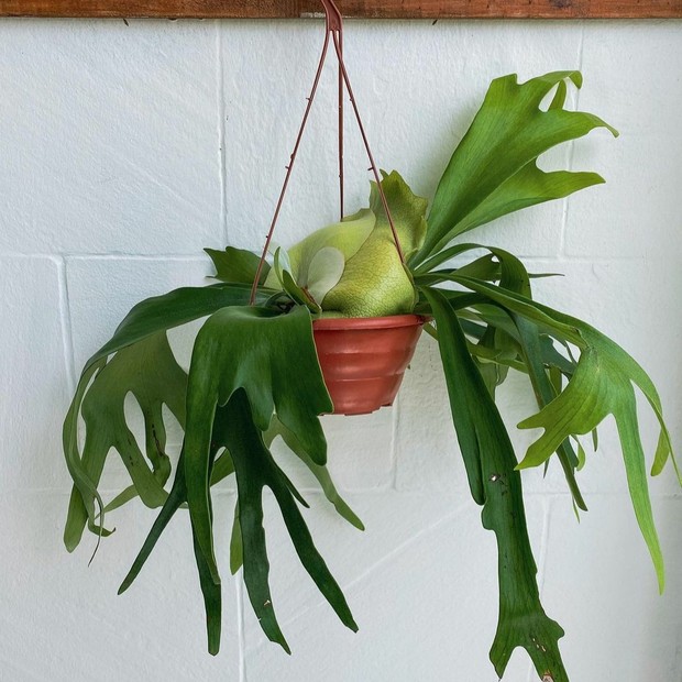 Chifre-de-veado: saiba todos os cuidados para ter essa planta em casa (Foto: Reprodução/Instagram @casadefloroficial)