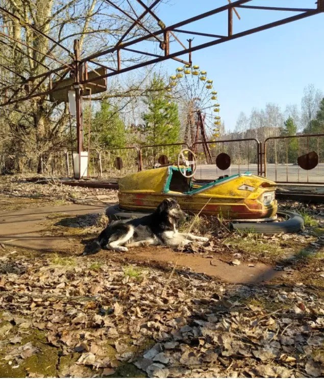 Os guardas usaram câmeras descartáveis para registrar o comportamento diário dos cães no parque de diversões da cidade abandonada de Pripyat, perto de Chernobyl (Foto: CHERNOBYL GUARDS/JONATHON TURNBULL)