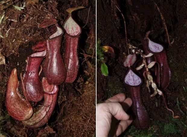 A nova espécie é uma planta de jarro com um tubo longo que se assemelha ao corpo de um pênis (Foto: Martin Dančák / Reprodução)