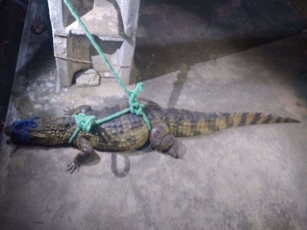Jacar&aacute; foi resgatado e levado para &aacute;rea de habitat ap&oacute;s ser encontrado no centro do munic&iacute;pio de Bom Jesus, RN &mdash; Foto: Redes sociais
