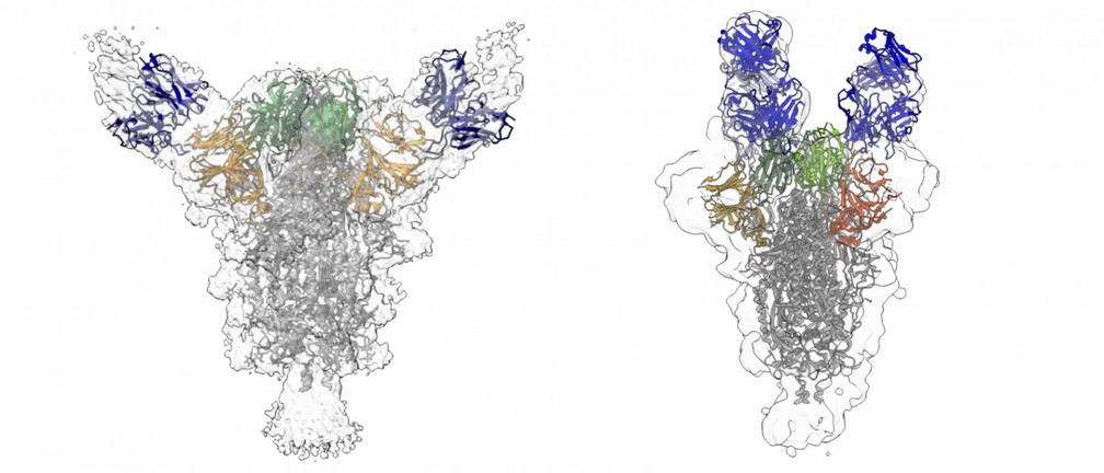 Reconstru&ccedil;&atilde;o em criomicroscopia mostra os dois anticorpos (em azul) se ligando &agrave; prote&iacute;na (prote&iacute;na S) que o novo coronav&iacute;rus (Sars-CoV-2) usa para infectar as c&eacute;lulas humanas. &mdash; Foto: David Ho / Columbia University Irving Medical Center