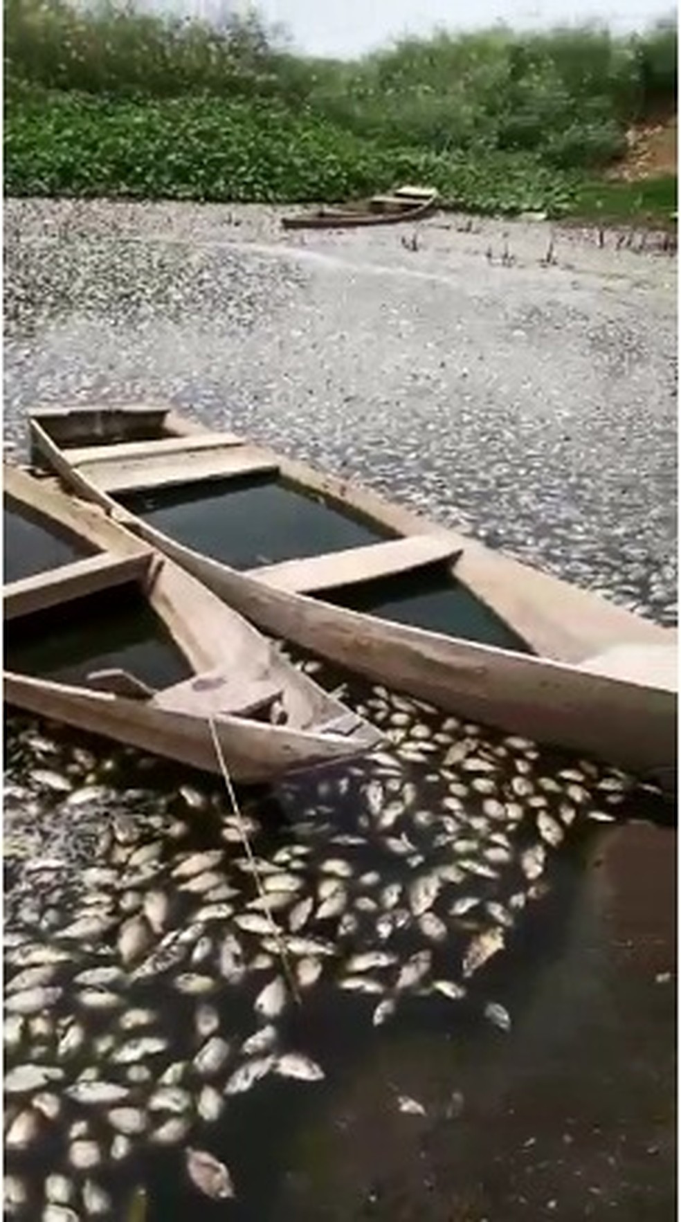 Centenas de peixes apareceram mortos na barragem de Pau dos Ferros — Foto: Reprodução