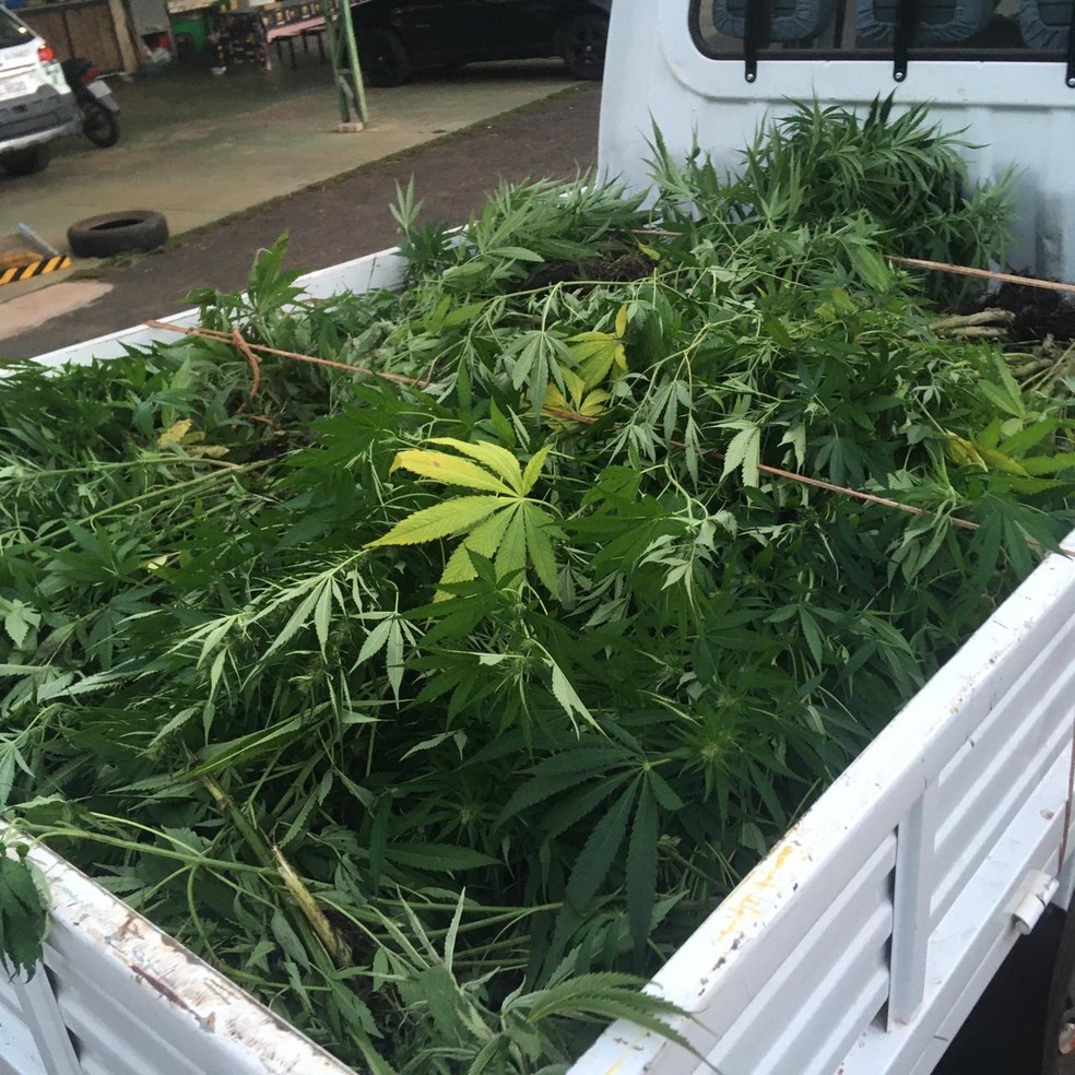 A Polícia Ambiental apreendeu os 600 pés de maconha que totalizam 320 kg da droga em Ibitinga (SP), mas o responsável ainda não foi encontrado — Foto: Polícia Ambiental/ Divulgação