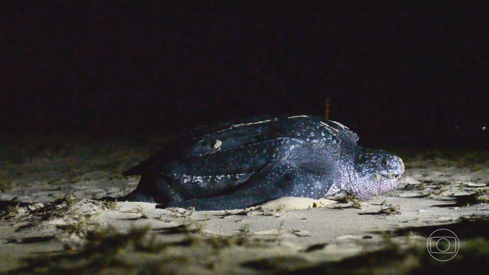 Tartaruga de couro — Foto: Globo Repórter
