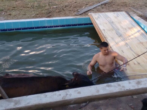Bombeiros resgatam vaca em piscina, (Foto: Divulgação/Corpo de Bombeiros)