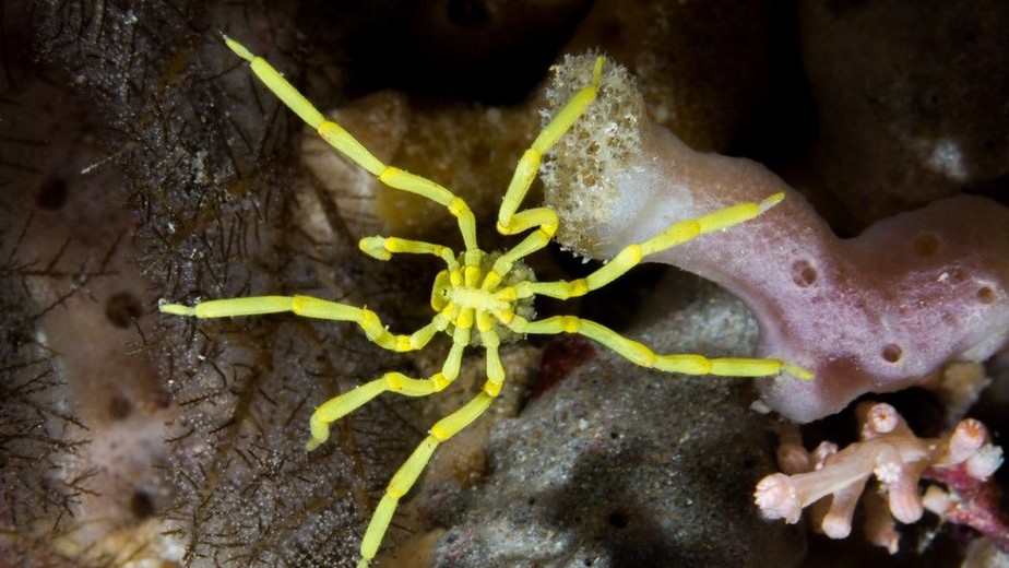 Durante os experimentos, algumas aranhas marinhas juvenis foram capazes de regenerar partes do corpo amputadas.