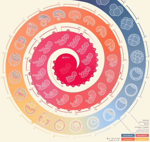 Infográfico animado mostra formação de um bebê (Foto: Reprodução)