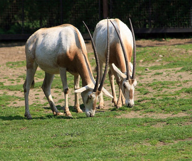 Oryx dammah –  (Foto: Domínio Público/ WikimediaCommons)