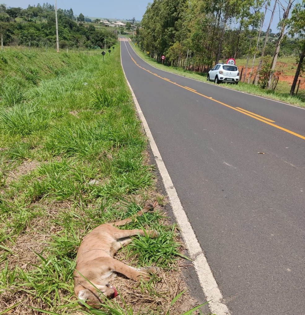 Onça-parda morreu atropelada em estrada vicinal em Álvares Machado (SP) — Foto: Polícia Militar Ambiental
