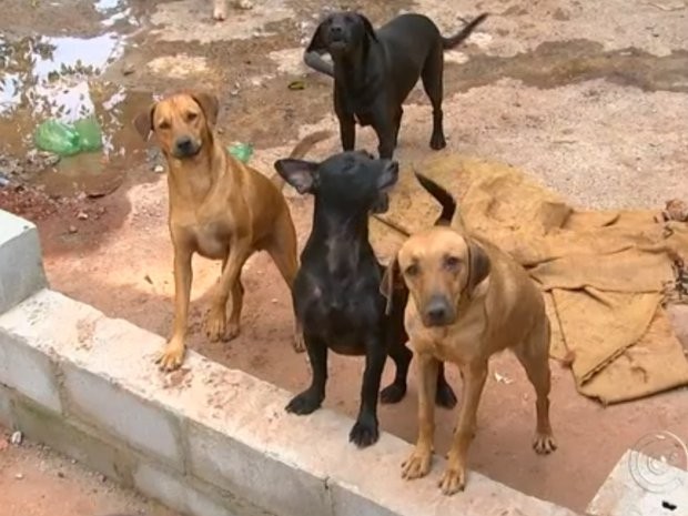 Doença pode ser transmita para humanos através da mordida de cães (Foto: Reprodução/ TV TEM)