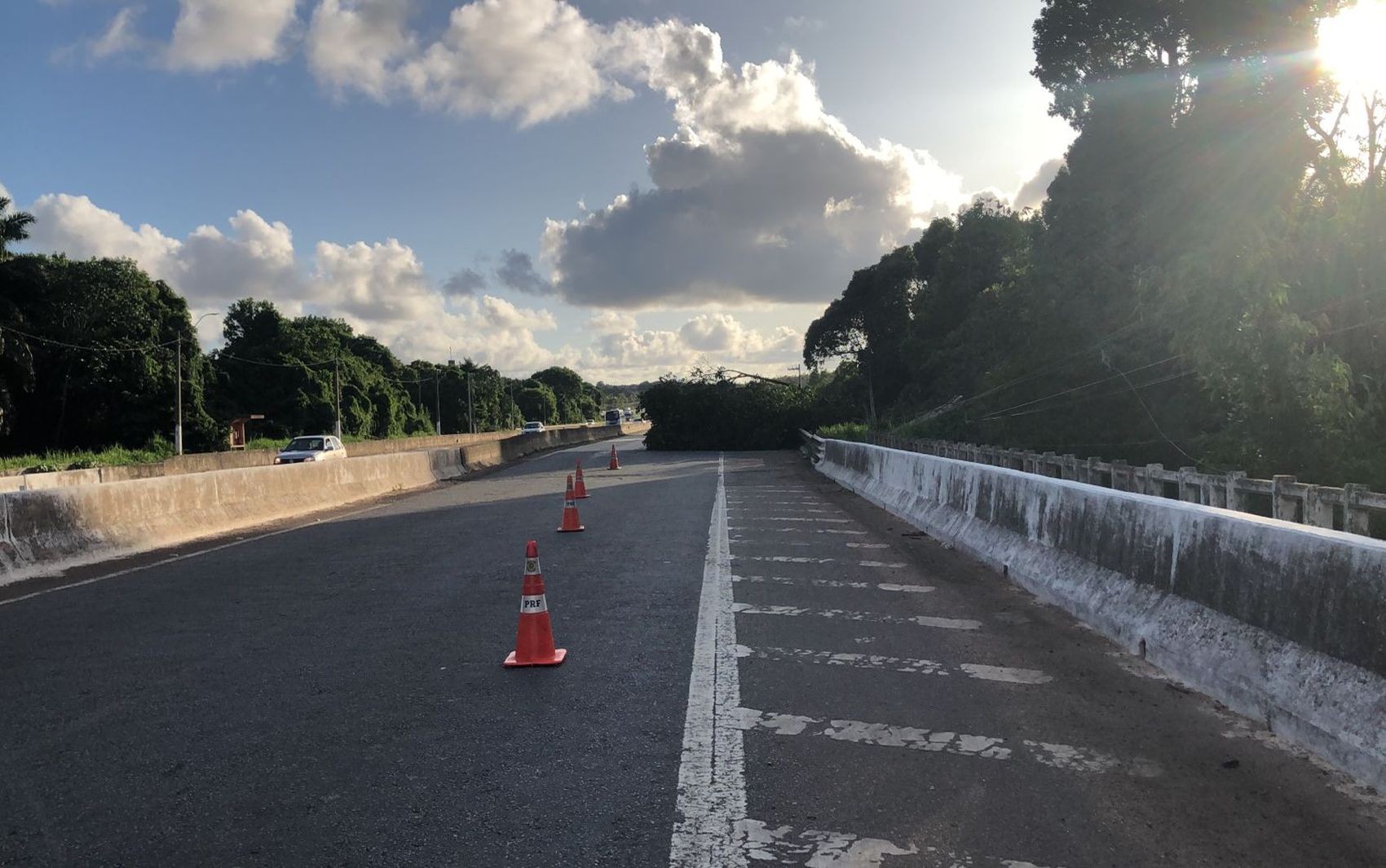 Árvore cai, derruba poste e trânsito na BR-101 fica em meia pista em São Cristóvão