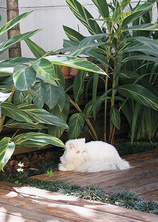 Se o seu animal tiver acesso ao jardim, cuidado com plantas  tóxicas (Foto: Shutterstock)