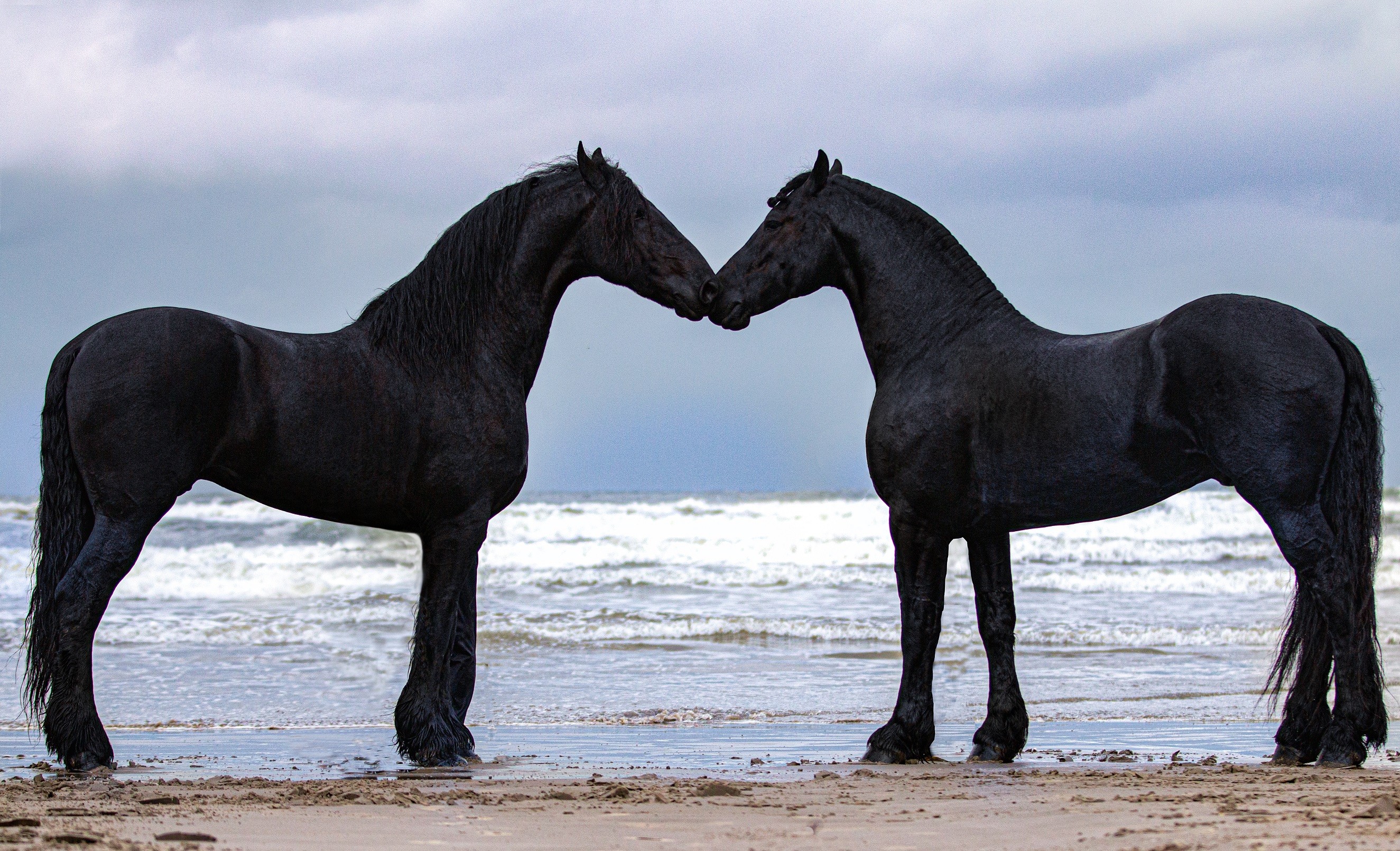 Cavalos frísios (Foto: Divulgação/ Janne e Ricardo Zaviasky)