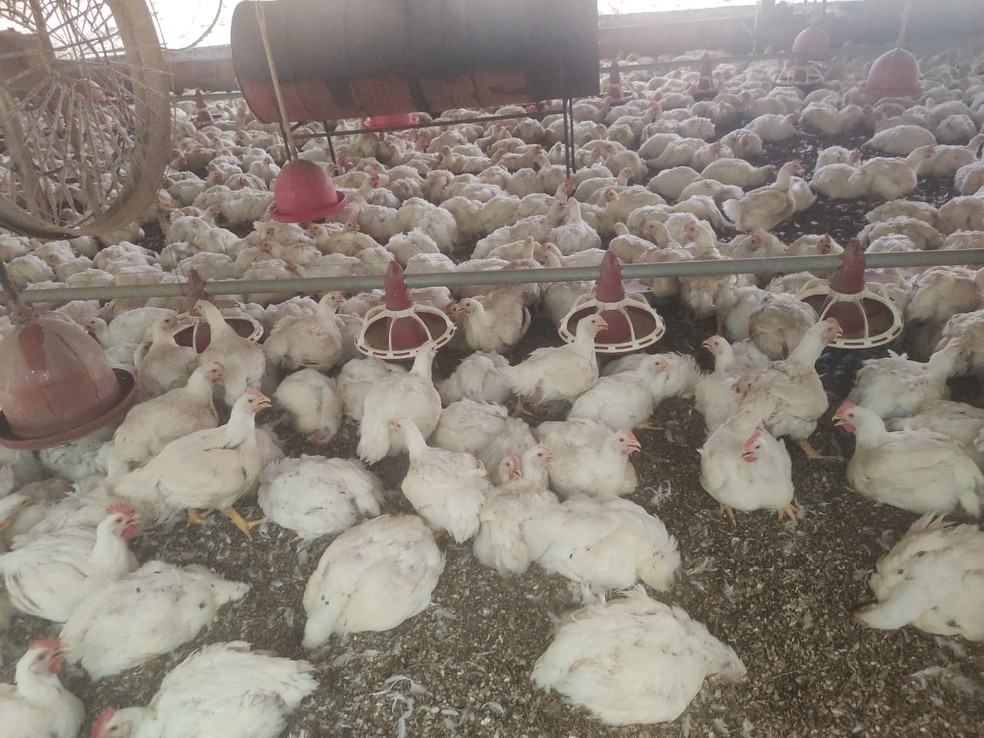 Cerca de 6 mil aves morreram em uma granja de Adamantina — Foto: Eriston Bellusci/Cedida
