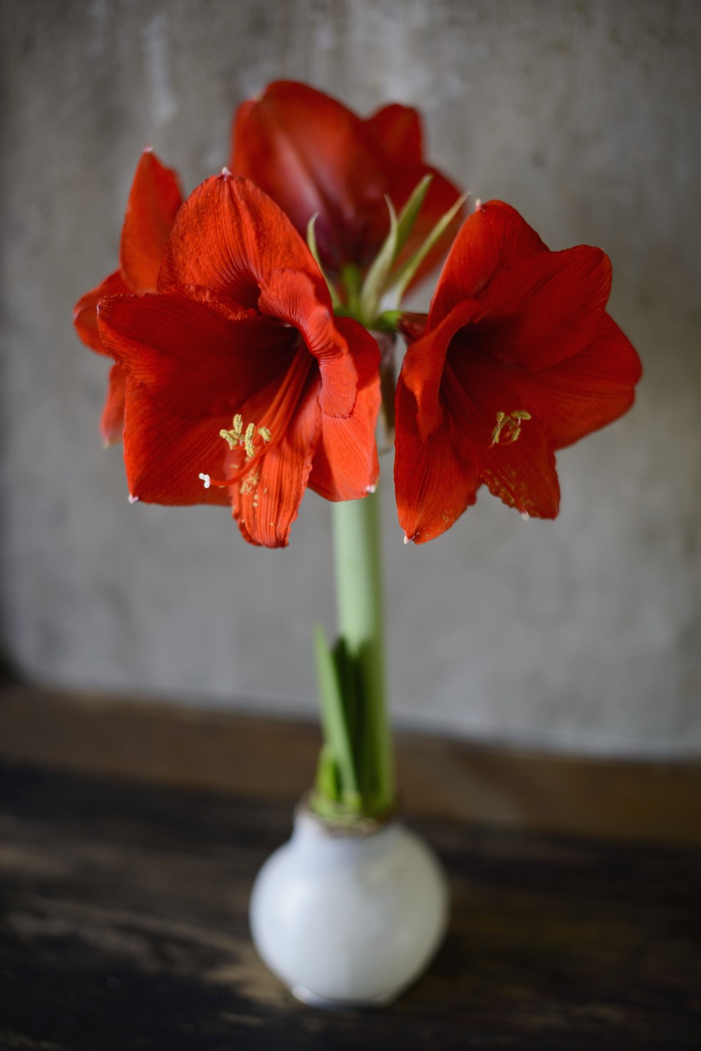 Amarilis: aprenda como cuidar e cultivar esta planta exuberante | Smart |  Casa Vogue