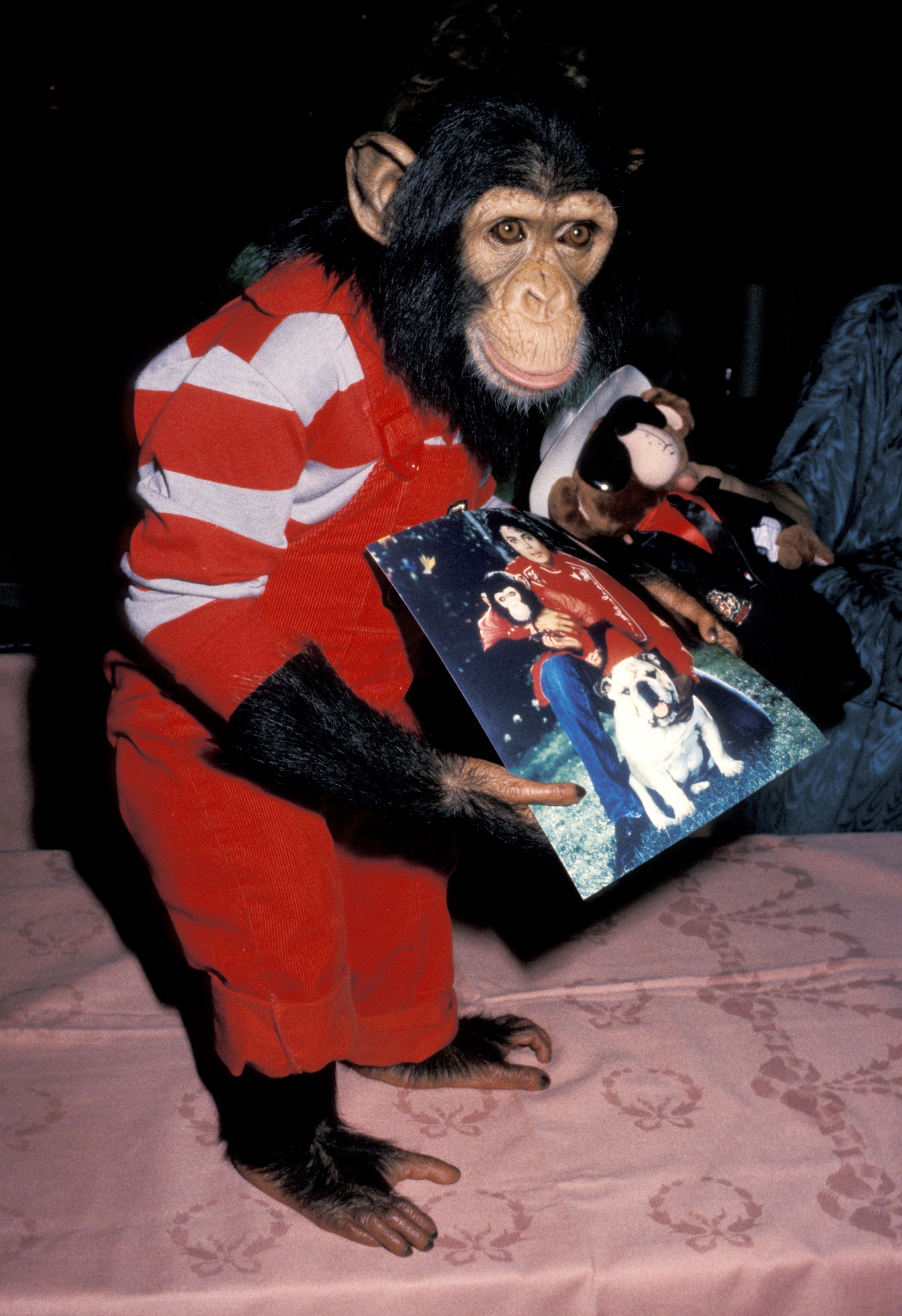 Bubbles, chimpanzé de Michael Jackson (Foto: Getty Images)