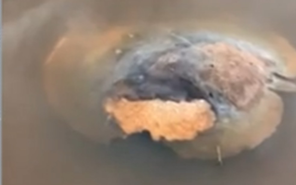 Arraia encontrada morta em praia do Rio Araguaia está em extinção  — Foto: Reprodução/TV Anhanguera