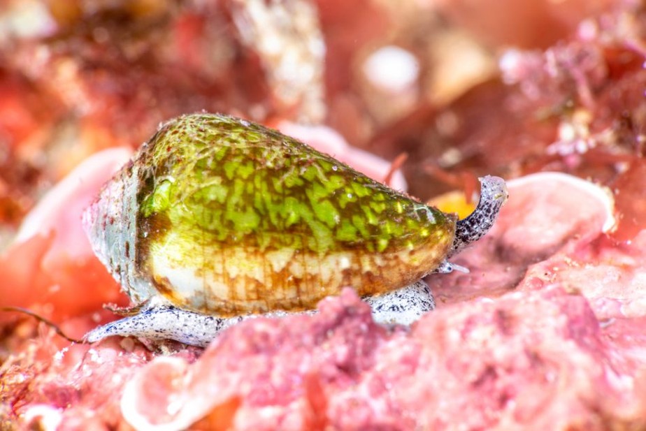 Asprella cone snails