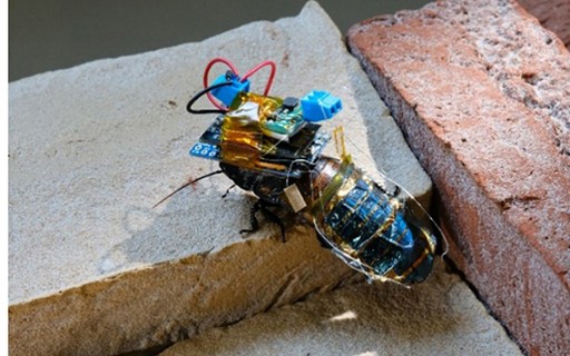 サイボーグゴキブリ？ 科学者たちは、がれきの中の生存者を探すために昆虫からロボットを開発しています
